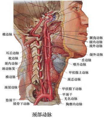 可扪及颞浅动脉搏动的部位在