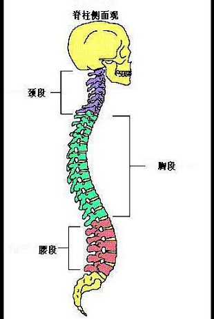 平躺脊椎图图片